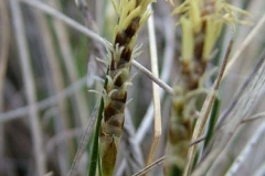1-1-Thread-leaved_sedge_Carex_filifolia-SV-web_f