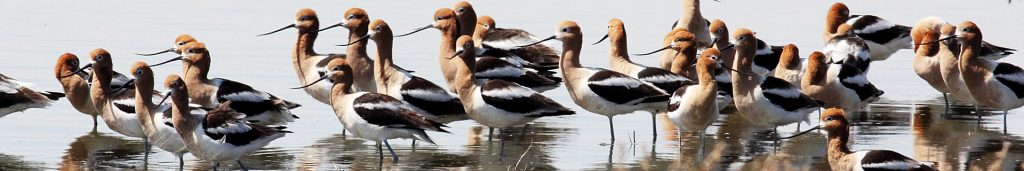 Avocets at Frank Lake, May 2013